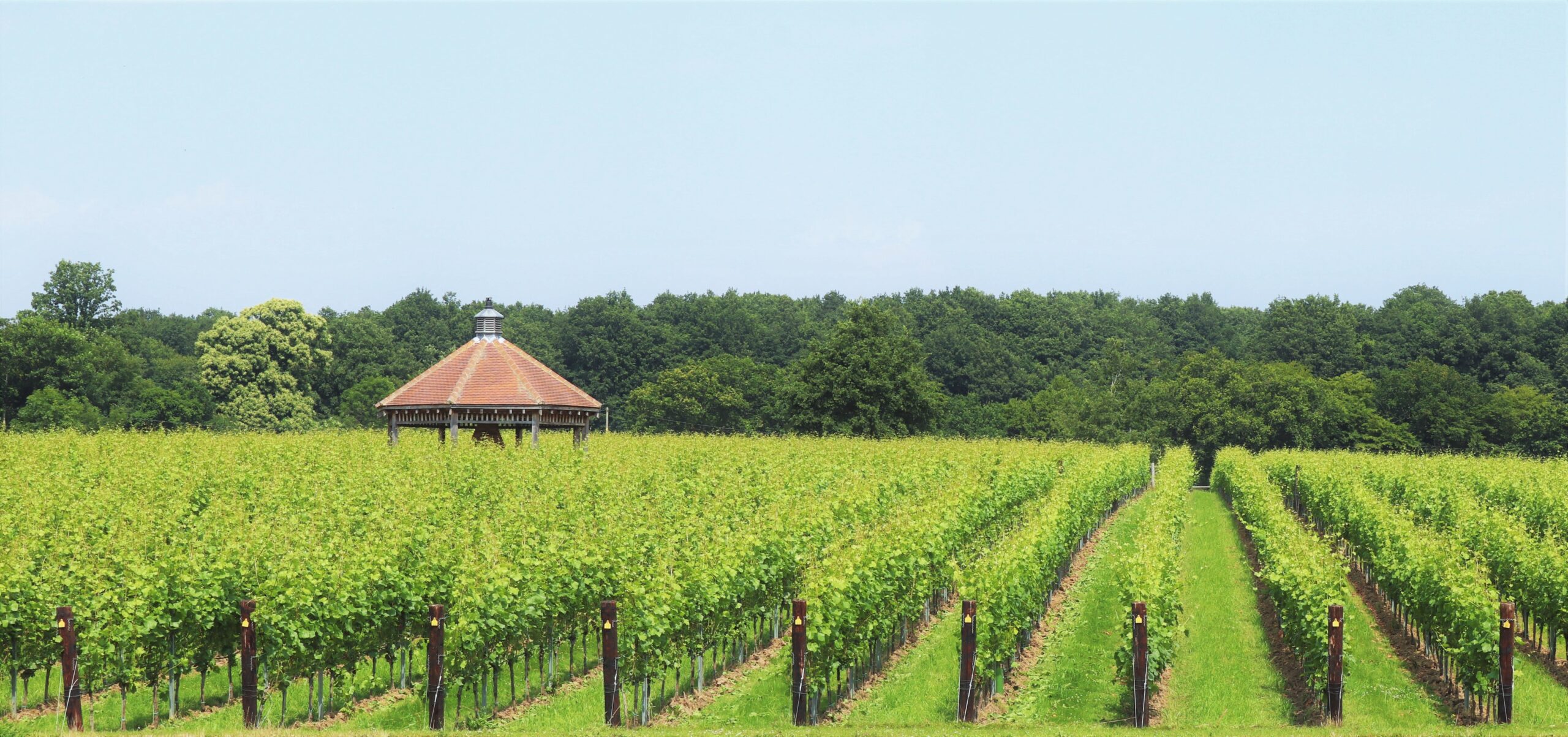 The vineyard at Danbury Ridge